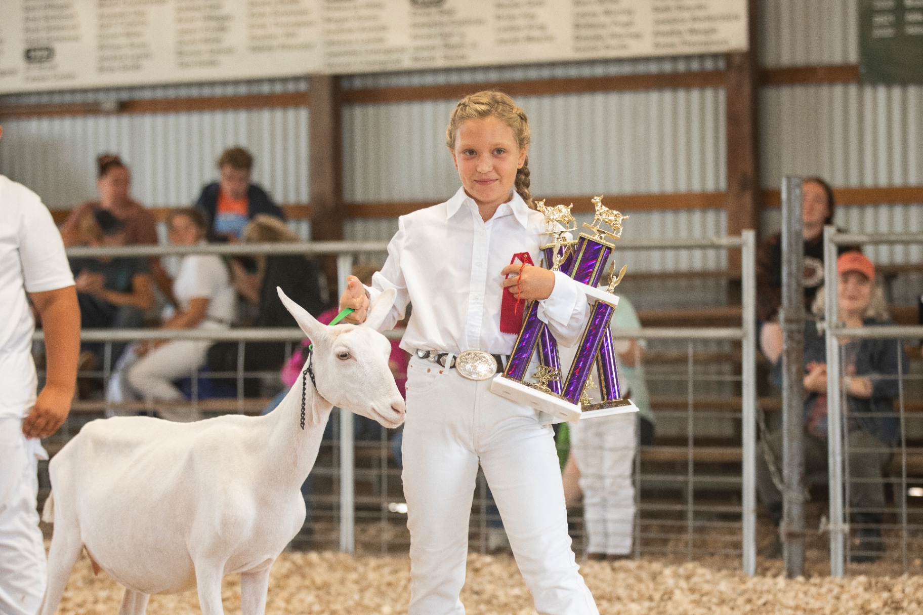 4-H youth showing dairy cattle in the livestock barn